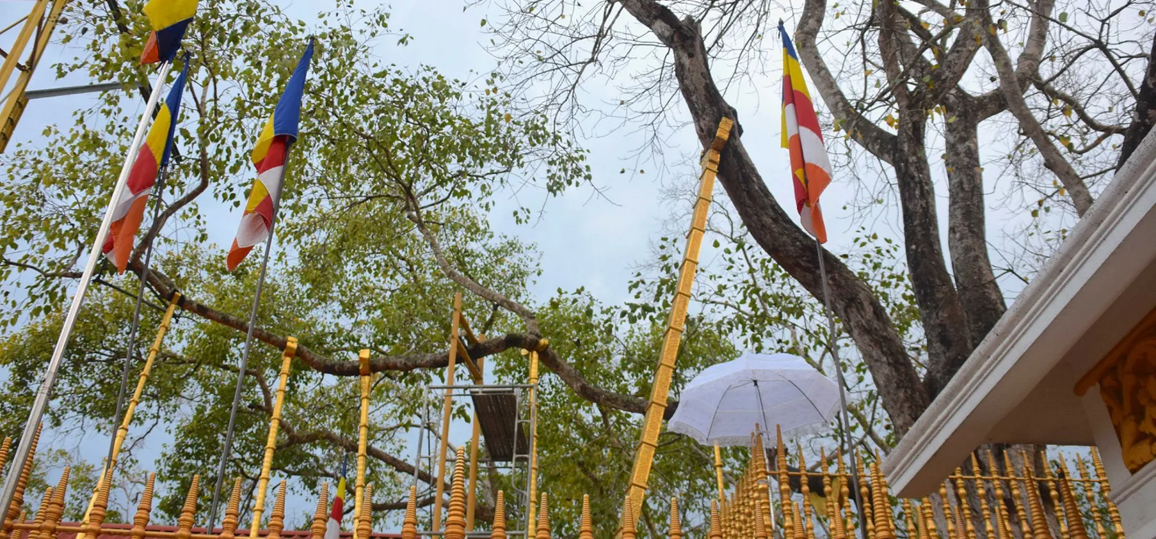 Vi ser det hellige  Jaya Sri Maha Bodhi træ i Anuradhapura. Foto Hanne Christensen