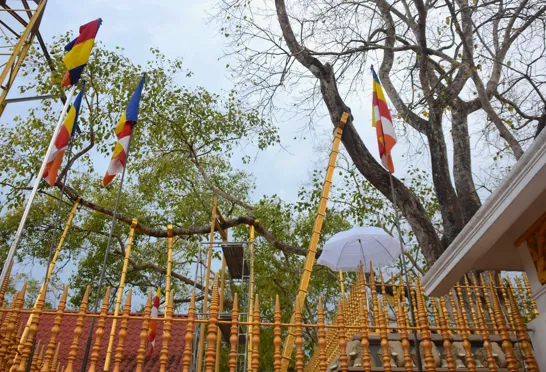 Vi ser det hellige  Jaya Sri Maha Bodhi træ i Anuradhapura. Foto Hanne Christensen