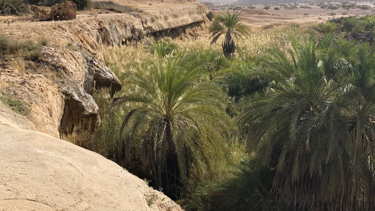 Vi kommer undervejs til mange skønne oaser, såkaldte wadier - her er det Wadi Shuwaymiyah. Foto Nette Kornerup