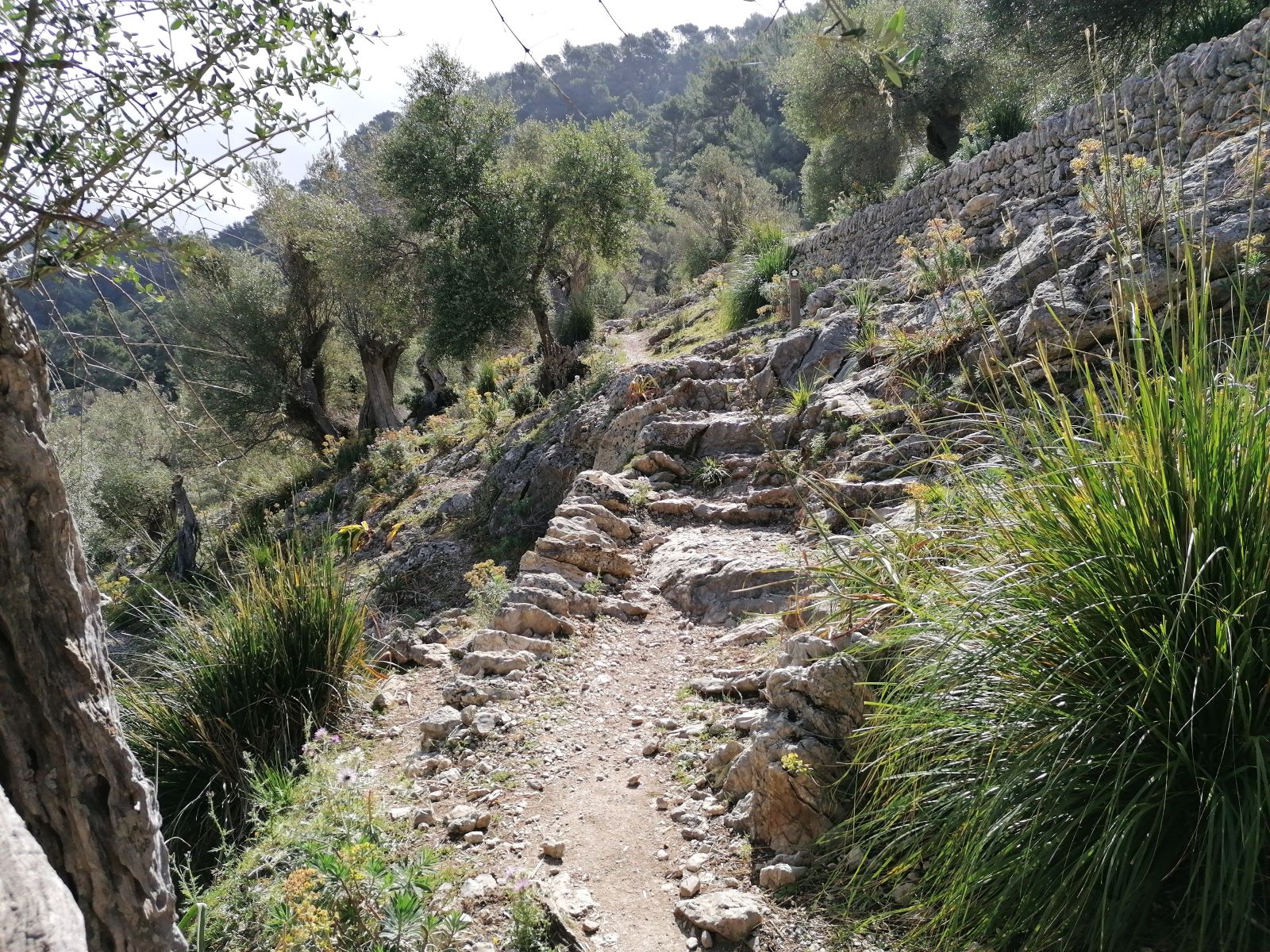På vores vandring til restauranten Es Verger går vi gennem historiske olivenplantager. Foto Pia Bruun