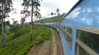 Togturen tager os gennem højlandet i Sri Lanka med teplantager. Foto Michael Andersen