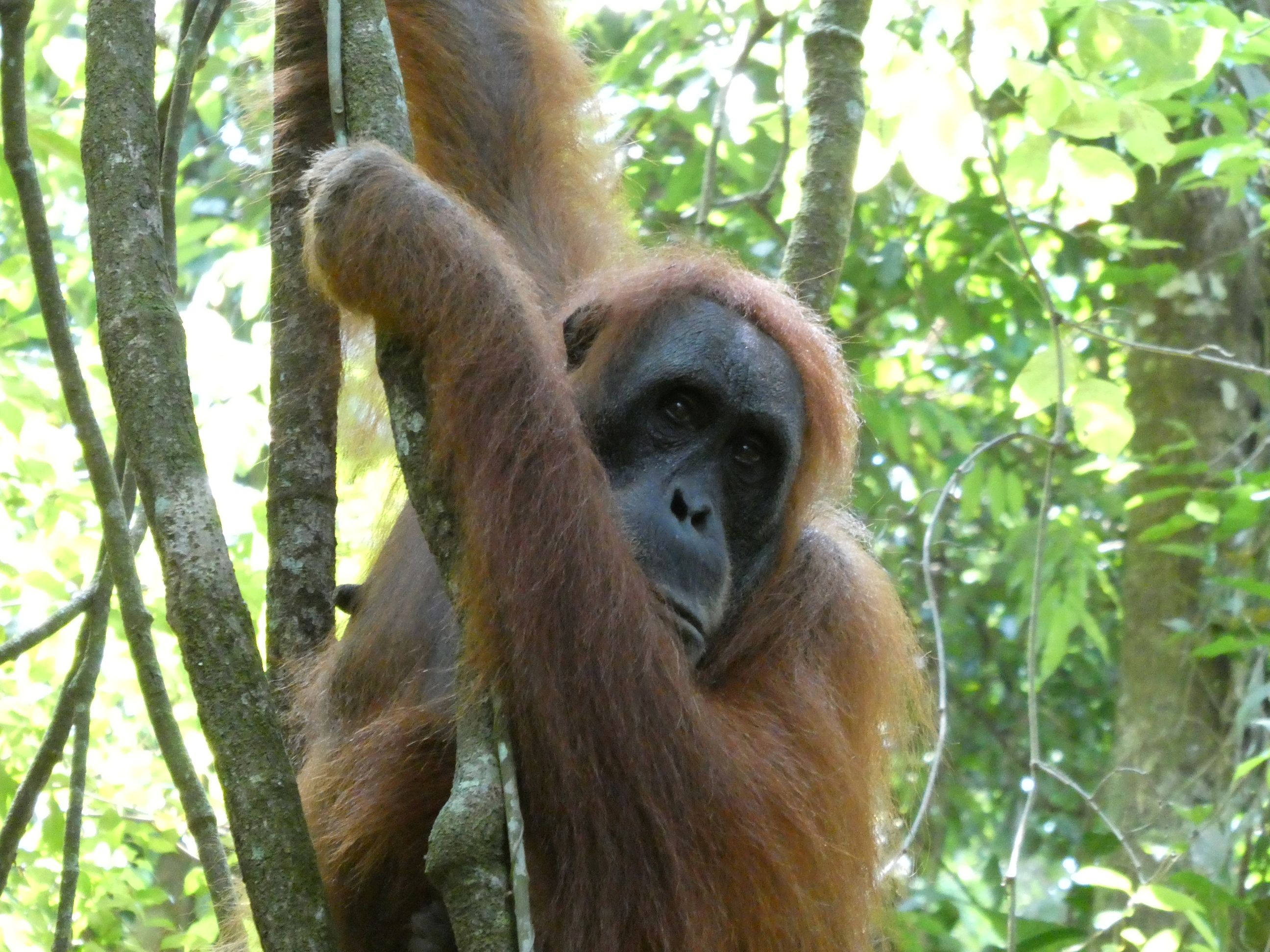 I Gunung Leuser Nationalpark kan vi opleve de imponerende orangutanger. Foto Michael Høeg Andersen