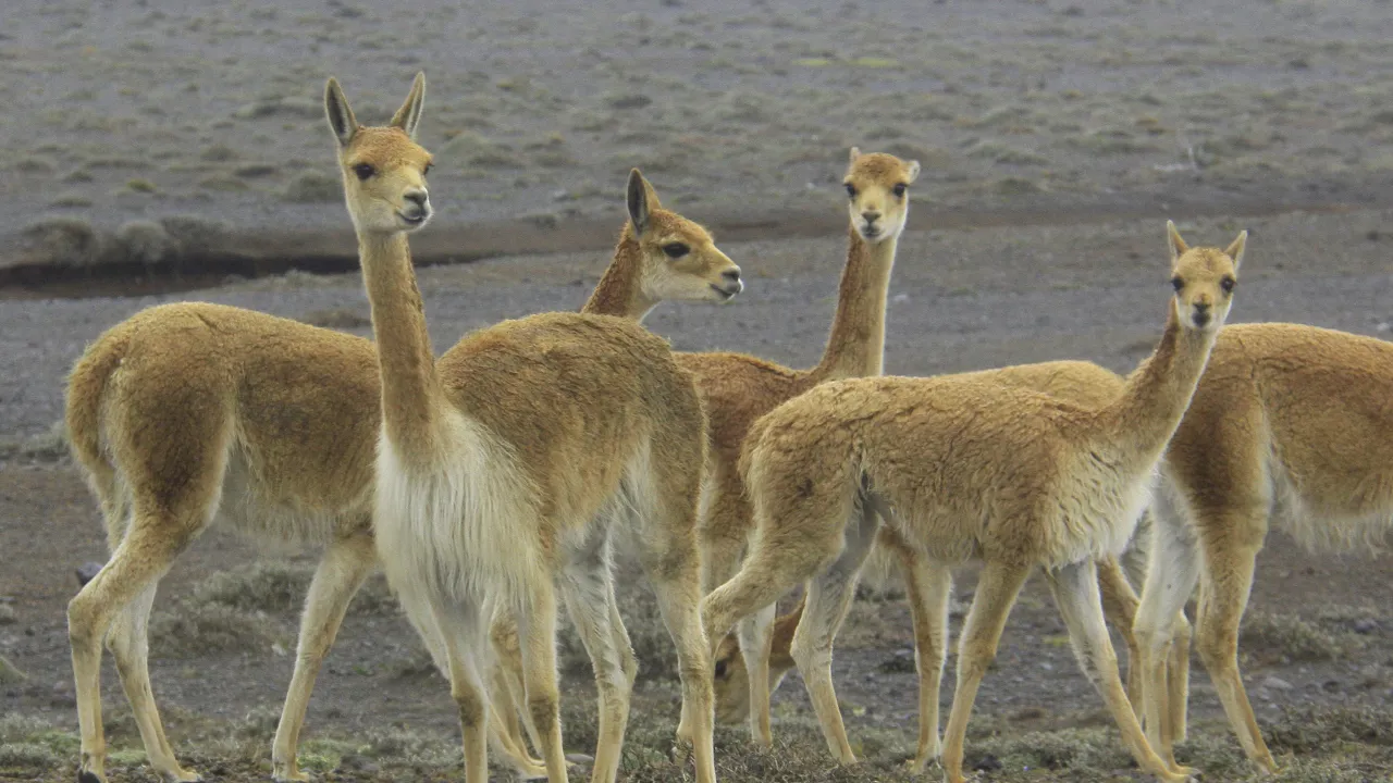 Ved Chimborazo vulkanen lever vilde vikuñas, hvis uld er meget dyr, da de kun kan klippes hvert tredje år. Foto Finn Hillmose