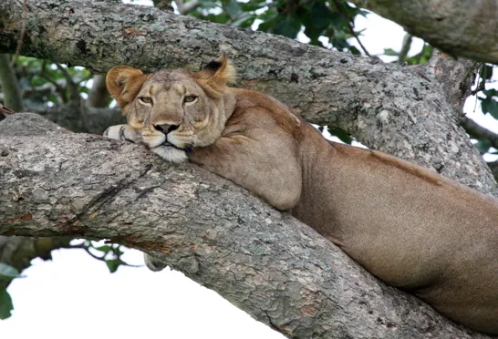 Ingen er sikre på, hvorfor løverne i Queen Elisabeth Nationalparken klatrer i træer. Foto Michael Andersen