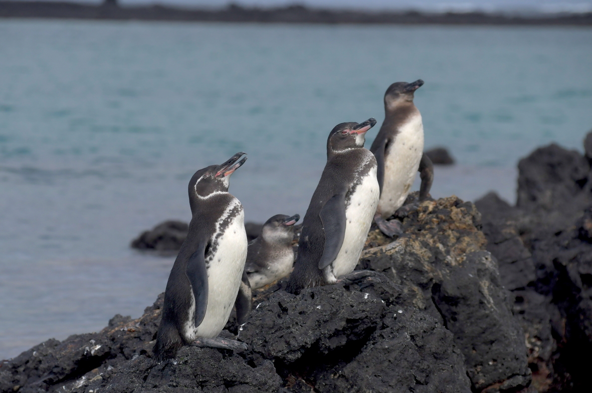 Galapagospingvinen er den eneste pingvinart, der også lever nord for ækvator. Foto Hanne Christensen