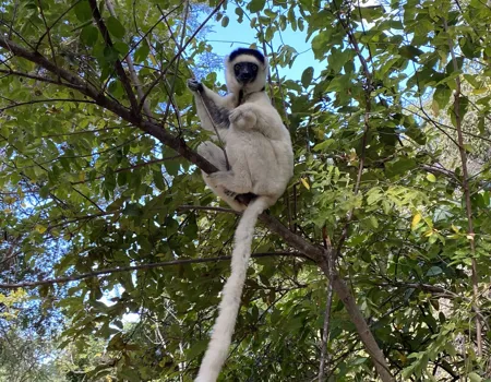 Verreaux's sifaka er endemisk for madagaskar. Foto Michael Høeg Andersen