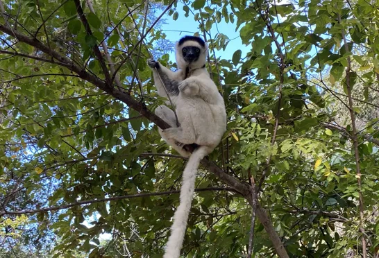 Verreaux's sifaka er endemisk for madagaskar. Foto Michael Høeg Andersen