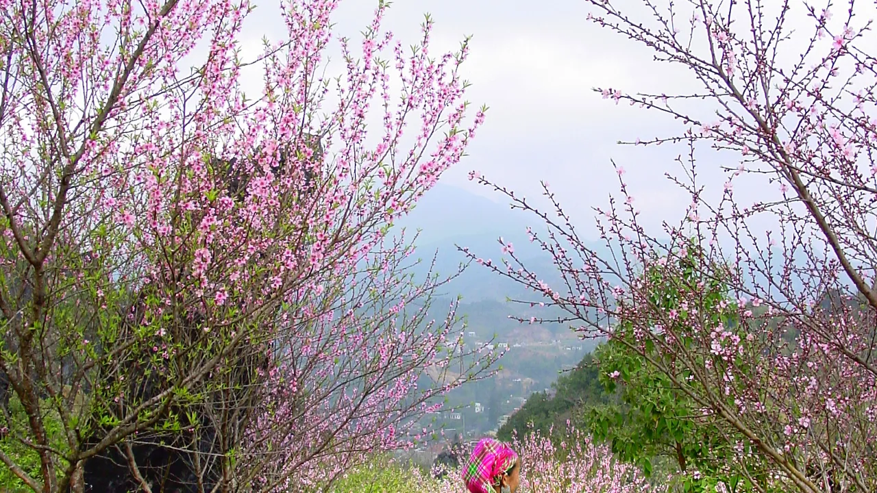 Vejen hjem går langs de blomsterbeklædte træer. Foto Viktors Farmor
