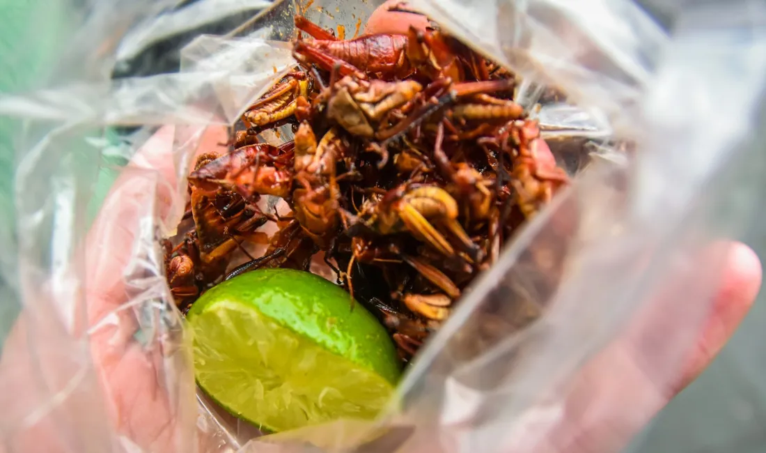 En snack til de modige: Ristede græshopper med paprika og lime. Foto Josefine Aude Raas