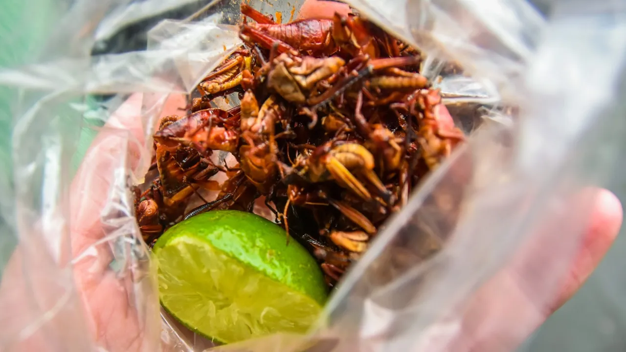 En snack til de modige: Ristede græshopper med paprika og lime. Foto Josefine Aude Raas