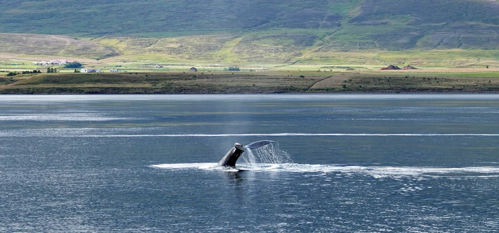 Vi spejder efter bl.a. vågehvaler og pukkelhvaler på vores hvalsafari. Foto Aline Dassel
