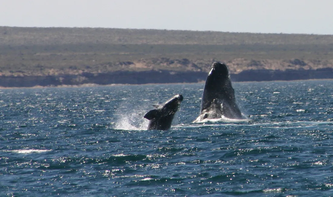 Peninsula Valdes er et af verdens absolut bedste steder at udforske det maritime dyreliv.
