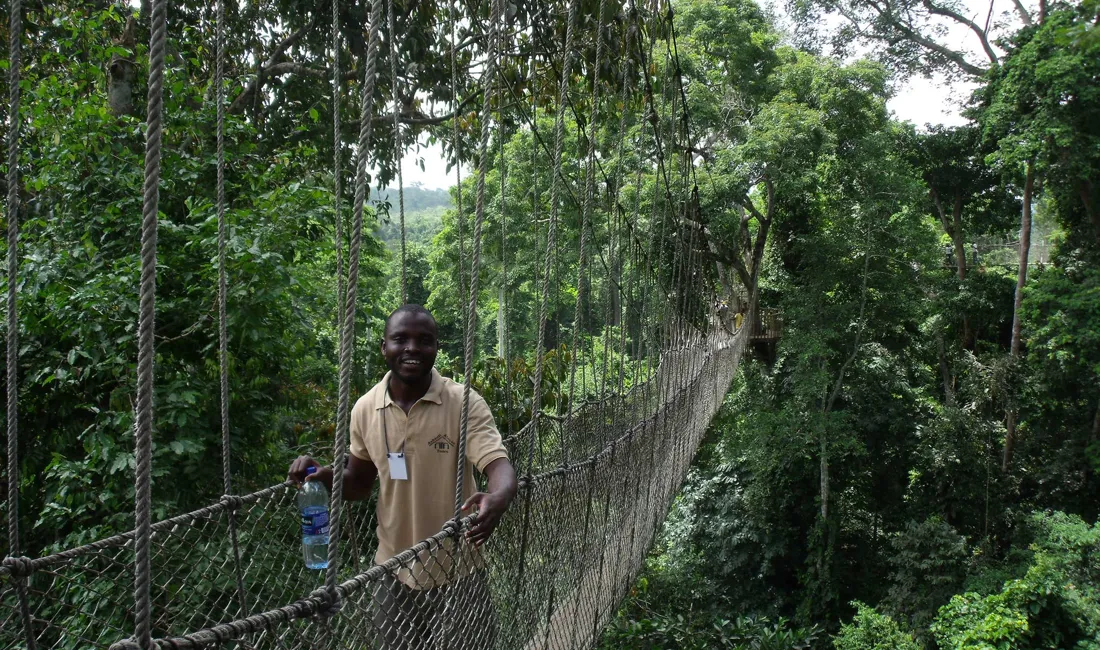 I Kakum National Park går vi på en 330 meter lang hængebro med udsigt til fugle, sommerfugle og aber. Foto Viktors Farmor