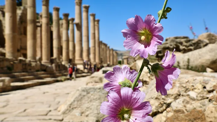 Forårsblomster i den romerske ruinby Jerash. Foto af Anders Stoustrup