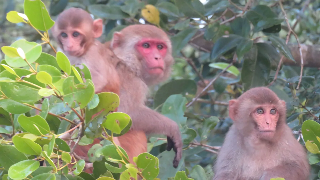 Aber holder øje med vores båd i mangroveskoven Sunderban. Foto af Helle Lefevre