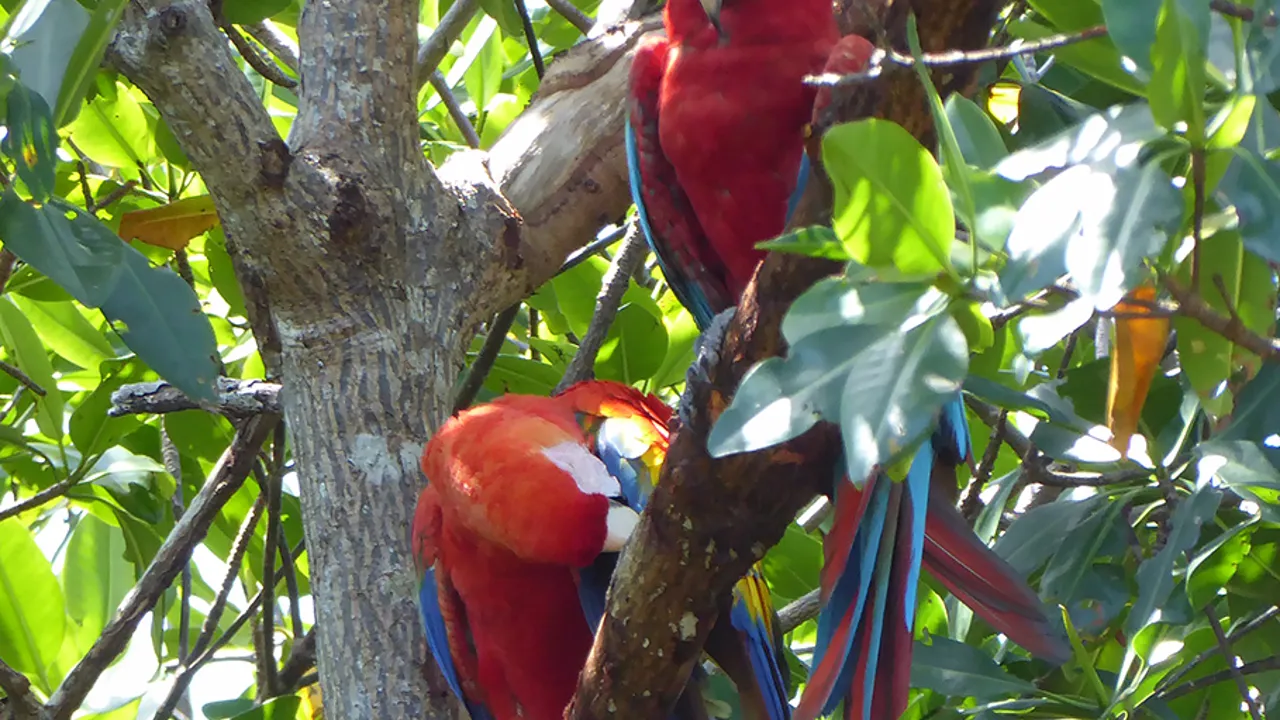 Der er mange forskellige arter af farvestrålende papegøjer i Costa Rica. Foto Annette Molvik