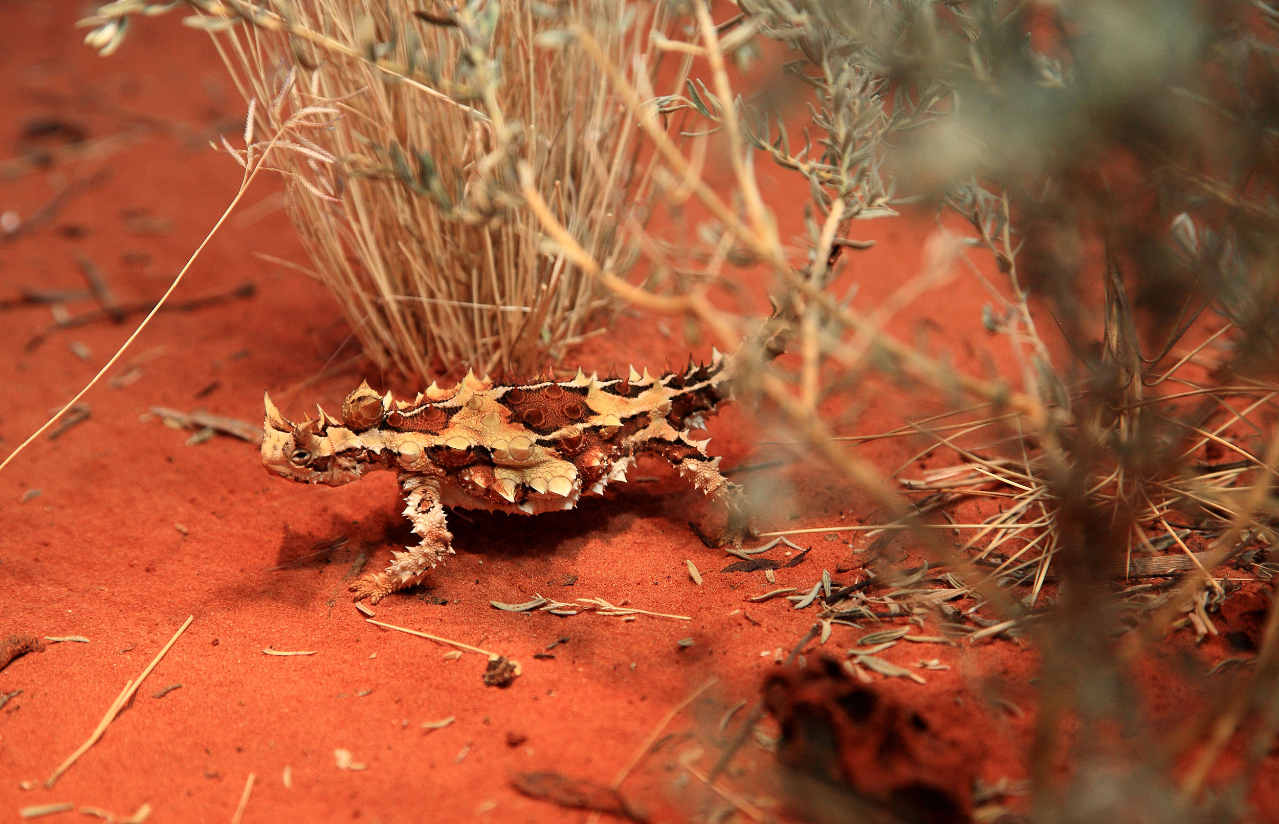 Thorny Devil er blot et af mange forunderlige dyr i Australien. Foto af Anders Stoustrup