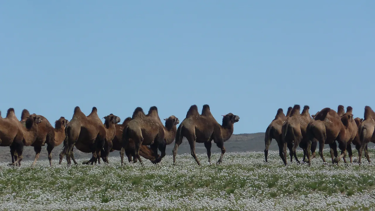 Nomaderne i ørkenen holder kameler som husdyr, og kameler leverer mælk, kød, uld og skind og tjener desuden som trækdyr til transport. Foto Gunnar Steinmo