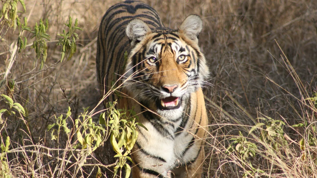 Med lidt held kan man se tigre i Bardia nationalparken. Foto Viktors Farmor