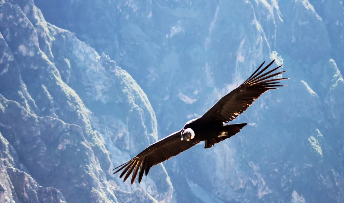 Kondoren svæver majestætisk over Colca Canyon. Foto Tove Hjortdahl