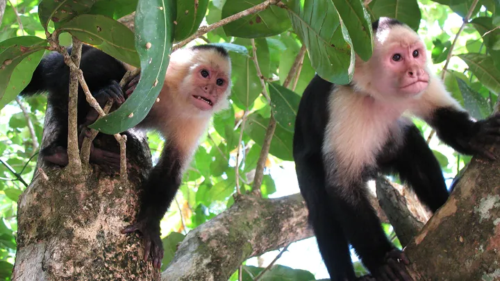 Aberne er meget nysgerrige, og vi kan være heldige at se en del. Foto Kirsten Gynther Holm