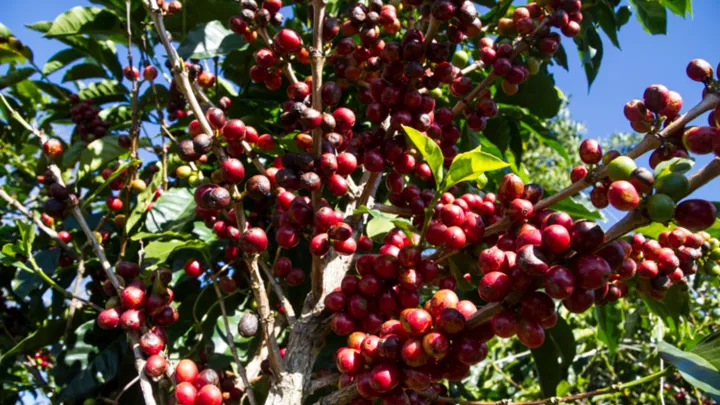 Kaffebønner i Costa Rica. Foto Viktors Farmor