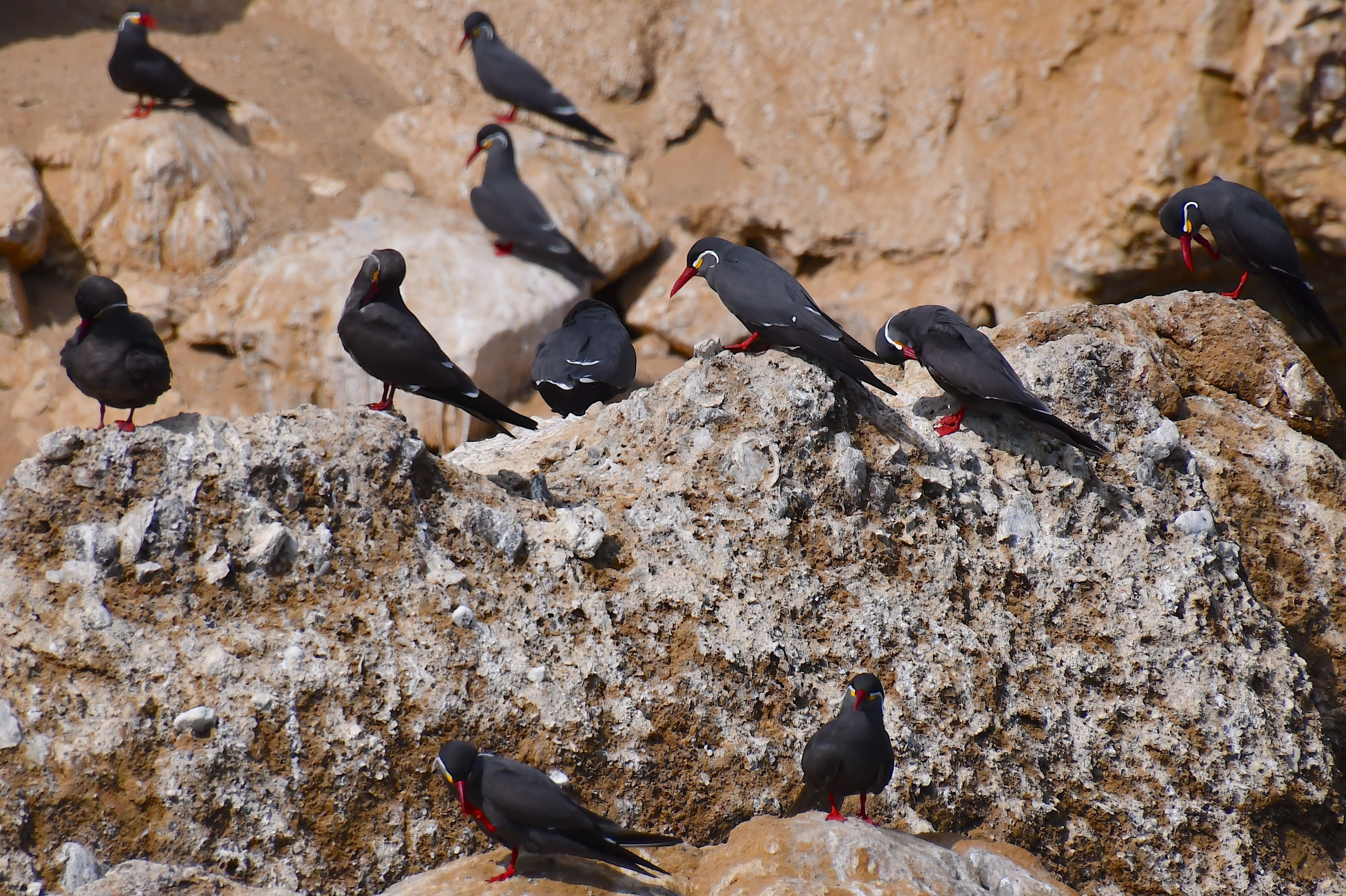 Kolonier af inkaterner yngler på klipperne ud for Paracas og Ballestasøerne. Foto Hanne Christensen