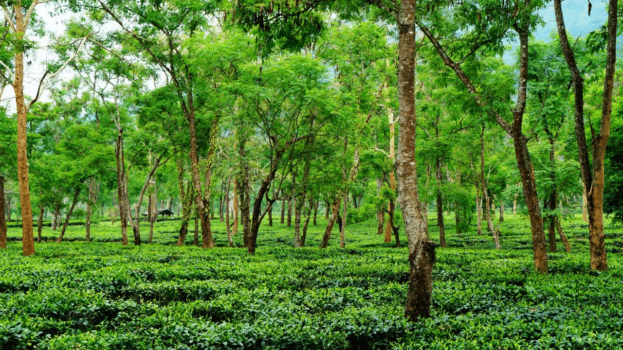Assam er kendt for sin fine te, og vi vil passere mange teplantager. Foto Viktors Farmor 