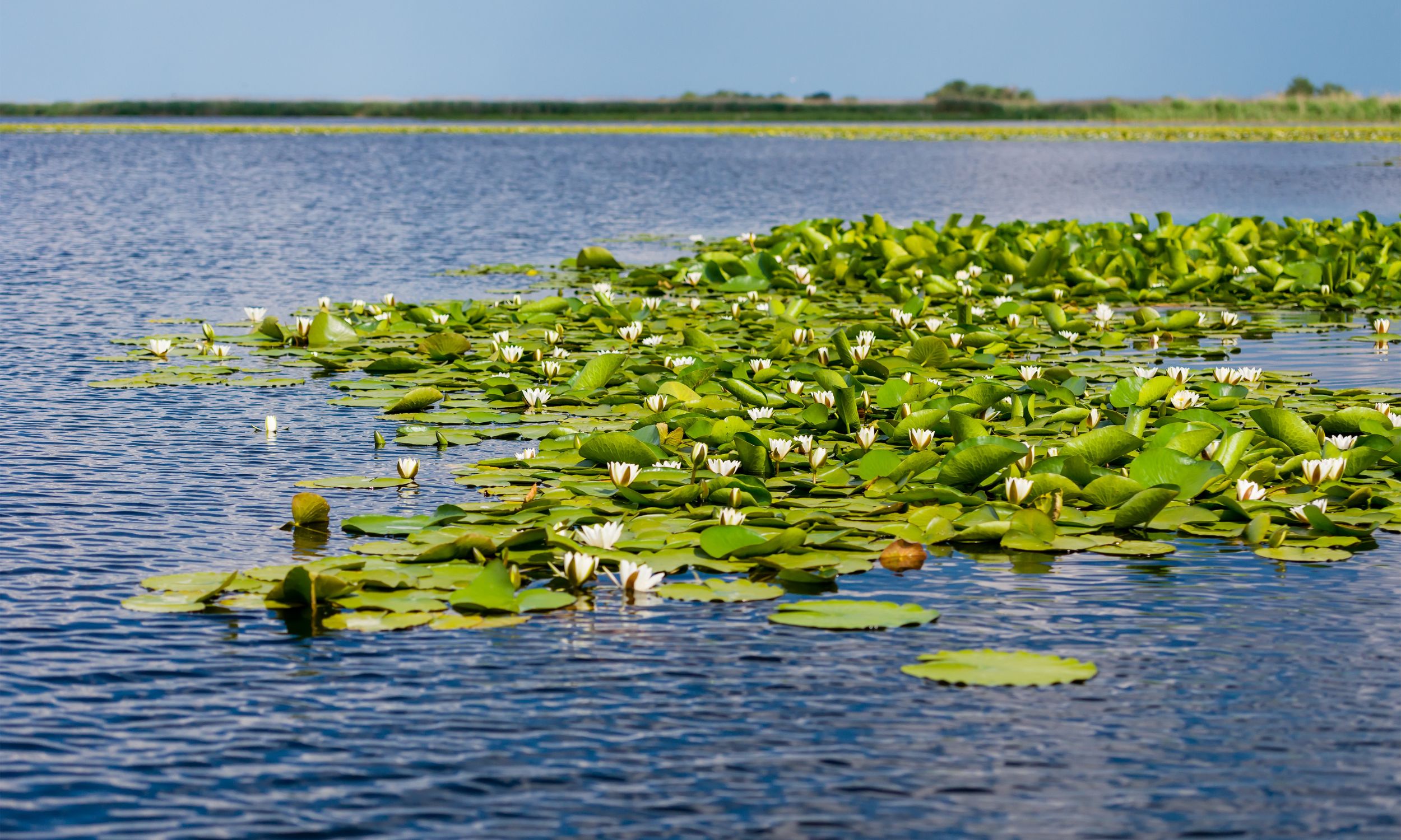 Deltaet er også kendt for sin mangfoldighed af plantearter. Foto Viktors Farmor