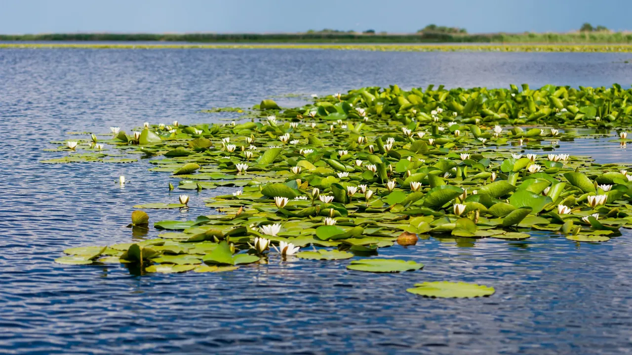 Deltaet er også kendt for sin mangfoldighed af plantearter. Foto Viktors Farmor
