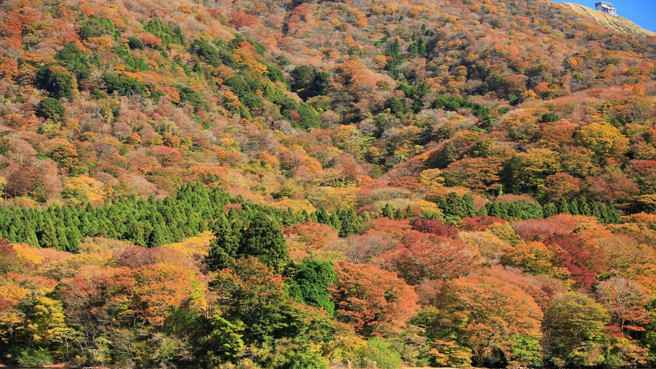I det sene efterår stråler landskaberne omkring Hakone i stærke farver. Foto Anders Stoustrup