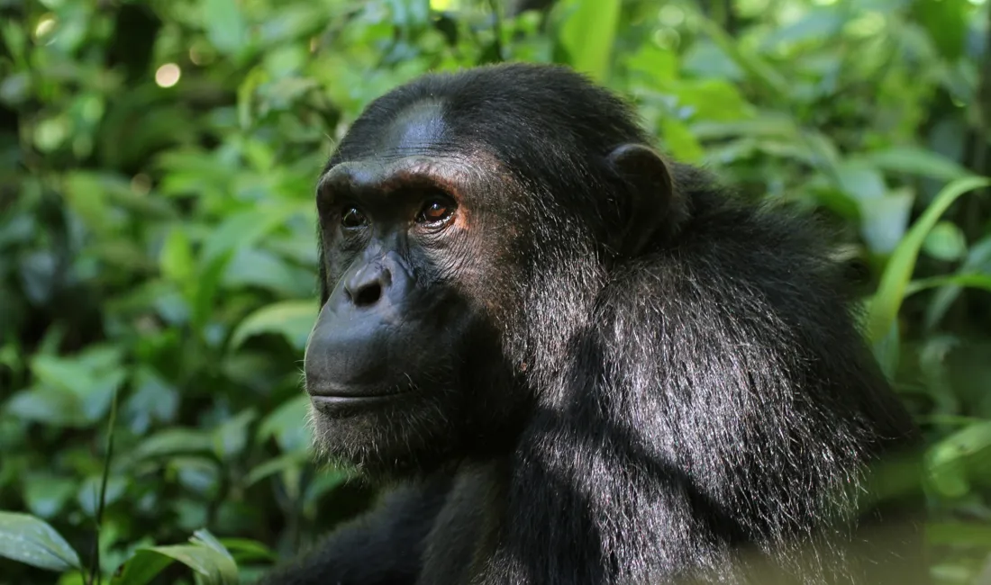 Det er en fantastisk oplevelse at følge dagliglivet hos chimpanserne i Kibale nationalparken. Foto Erik Hermansen