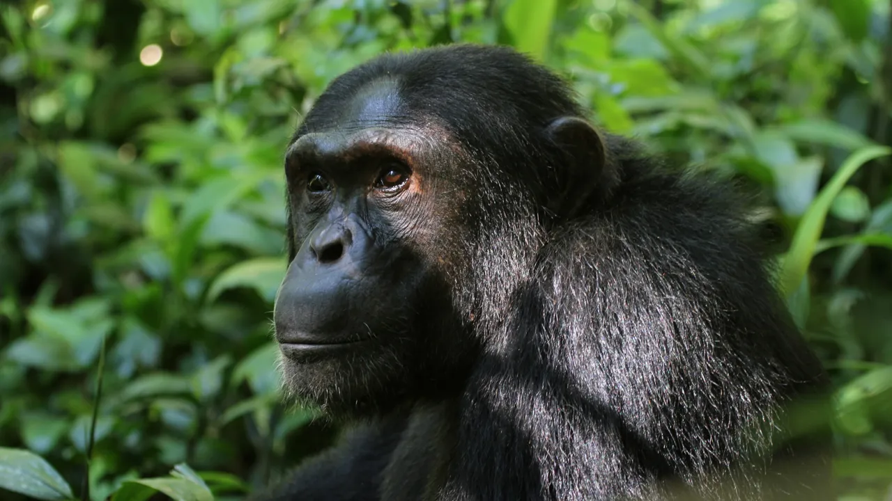 Det er en fantastisk oplevelse at følge dagliglivet hos chimpanserne i Kibale nationalparken. Foto Erik Hermansen