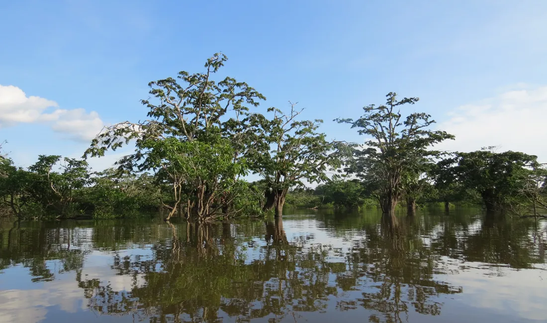 Cuyabeno reservatet beskytter et periodevist oversvømmet område af Amazonas regnskoven. Foto Viktors Farmor