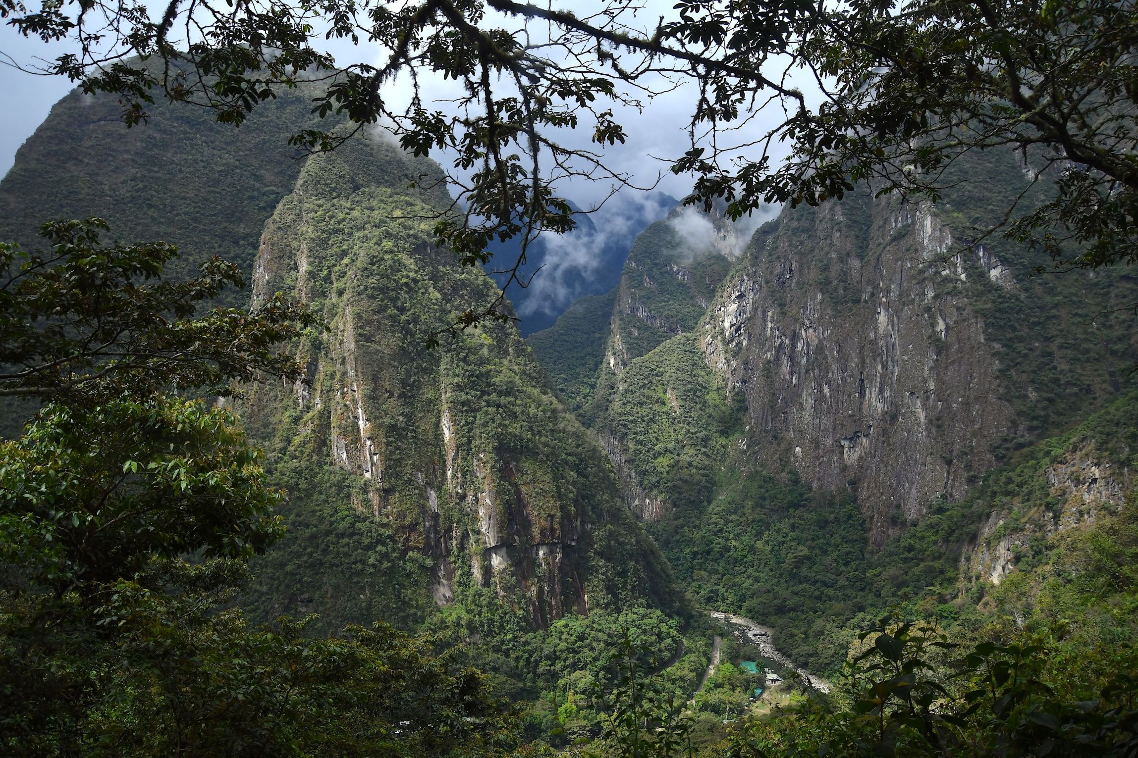 Tågeskoven omkring Machu Picchu er lige så fascinerende som den berømte inkaby. Foto Hanne Christensen
