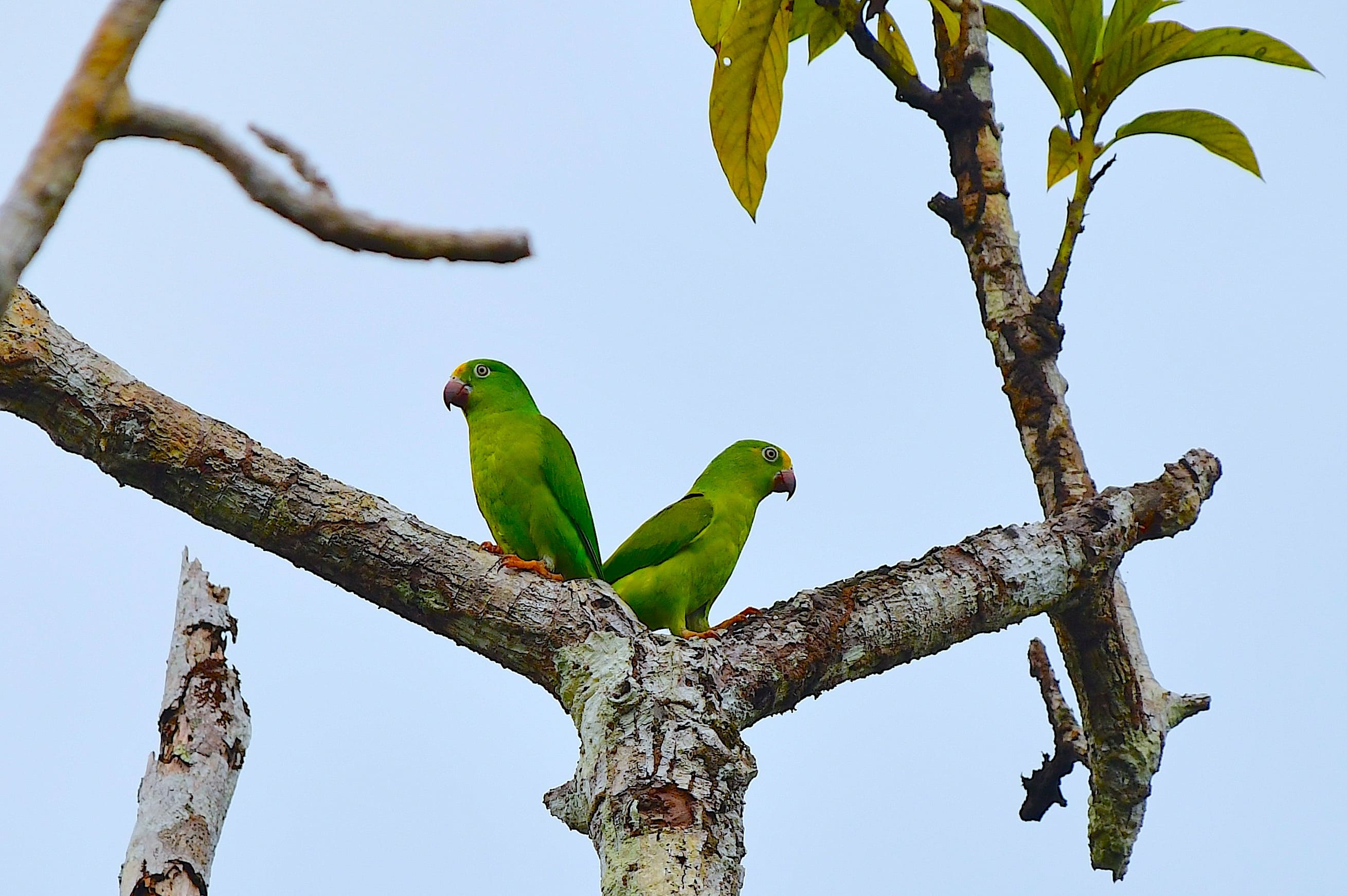 Tui-parakitten er en lille og meget social papegøje, som ofte ses i små flokke i Amazonas. Foto Hanne Christensen