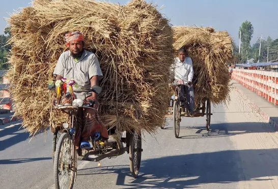 Rickshaws bruges til at transportere meget mere end mennesker i Bangladesh. Foto af Helle Lefevre