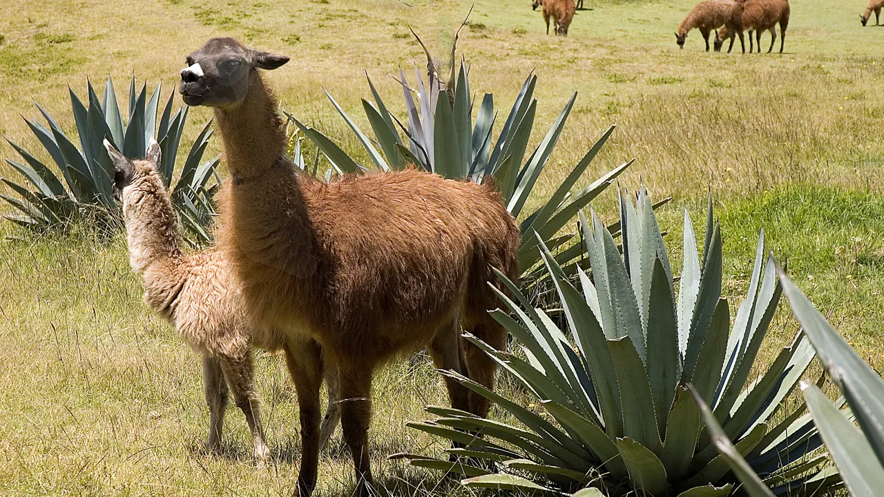 Normalt spytter lamaen ikke på folk, men når den gør, er det bemærkelsesværdigt præcist. Foto Søren Bonde