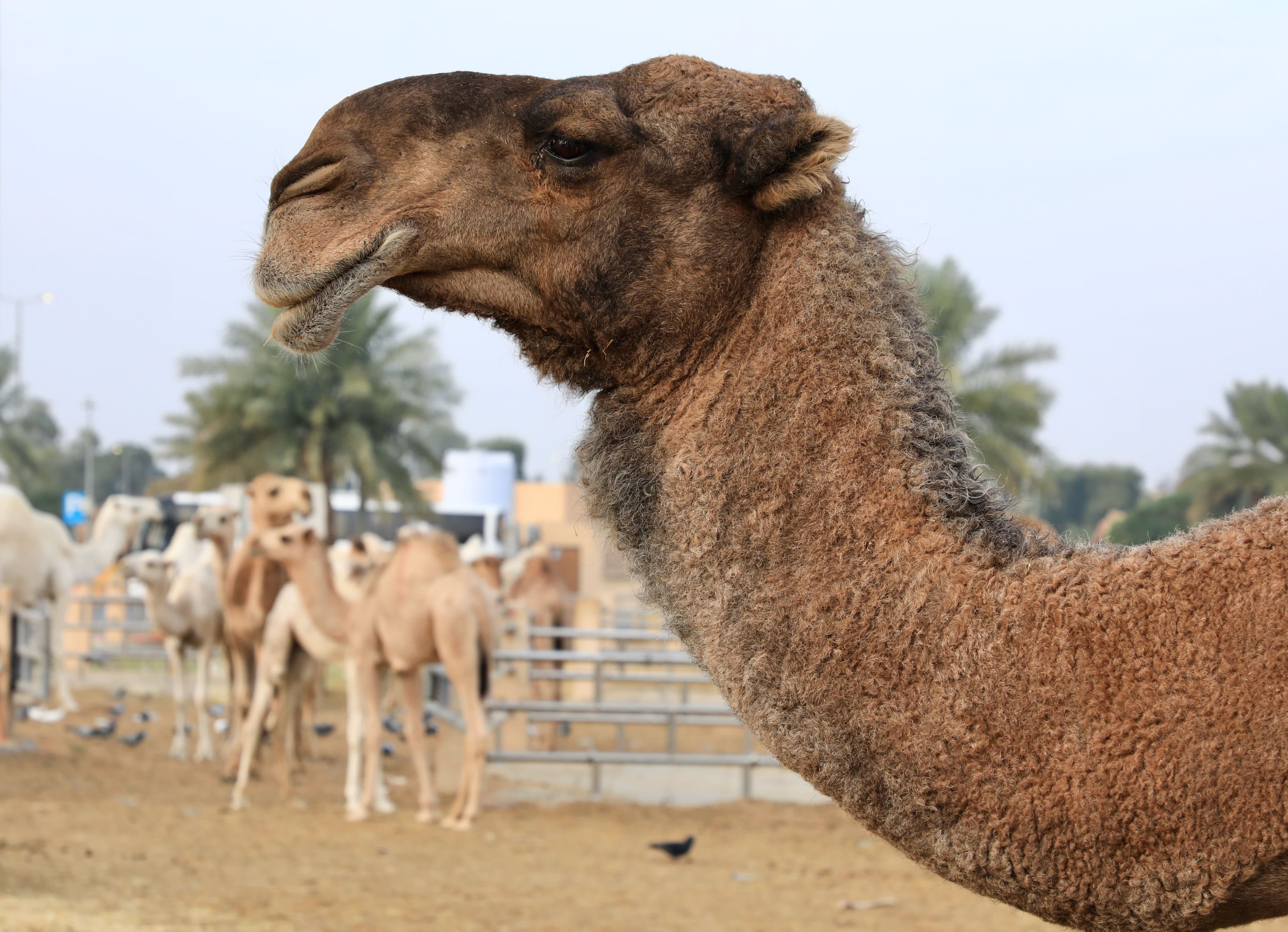 Kamelmarked i Buraidah. Foto af Anders Stoustrup