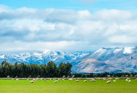 Der er mange flere får end mennesker i New Zealand.