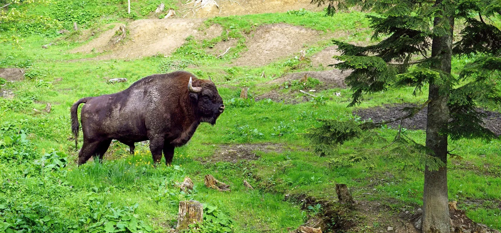 Bisonen er det største landpattedyr i Europa.