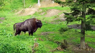 Bisonen er det største landpattedyr i Europa.