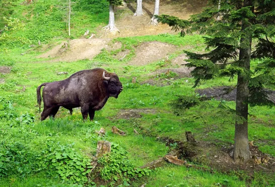 Bisonen er det største landpattedyr i Europa.