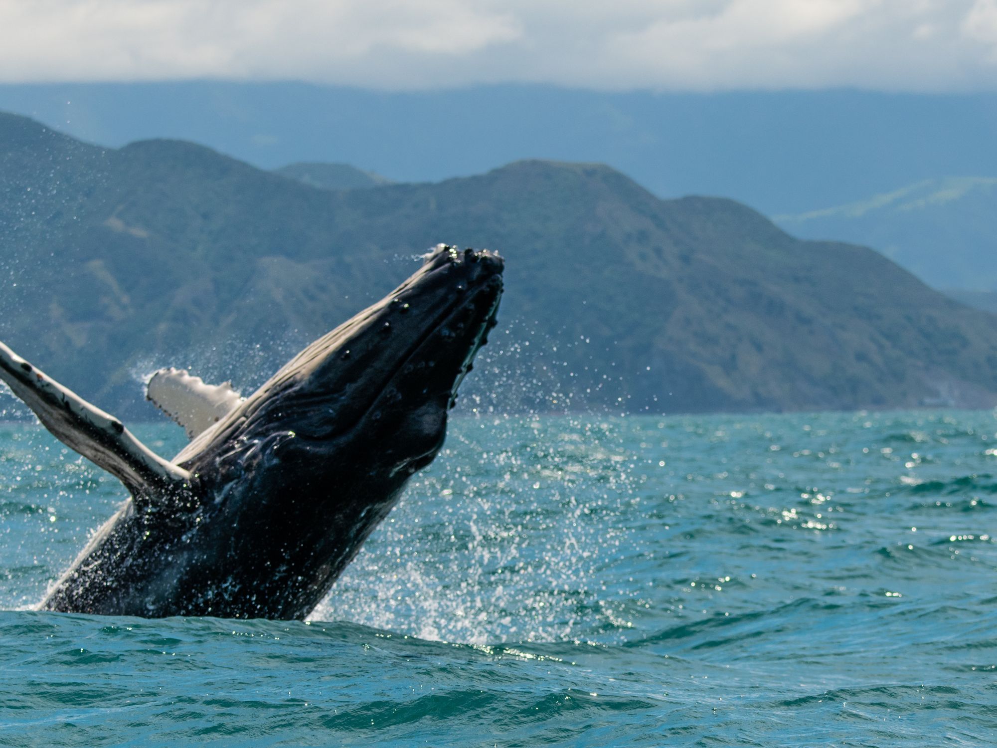 Hvaler ud for kysten ved Kaikoura. Foto Viktors Farmor