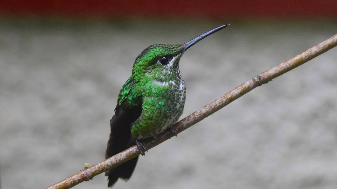 Fuglen Green-Crowned Brilliant. Vi ser mange farvestrålende fulge på en rejse i Costa Rica. Foto Hanne Christensen