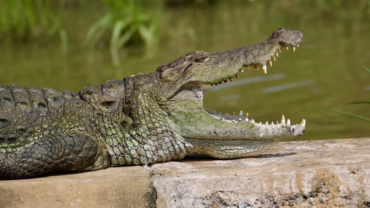 Vi beundrer de store krokodiller på behørig afstand. Foto Flemming Lauritsen