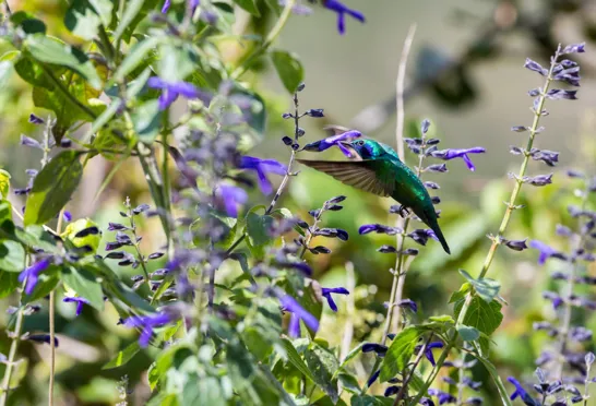 Green violetear kaldes på dansk "lille violetøre". Foto Viktors Farmor