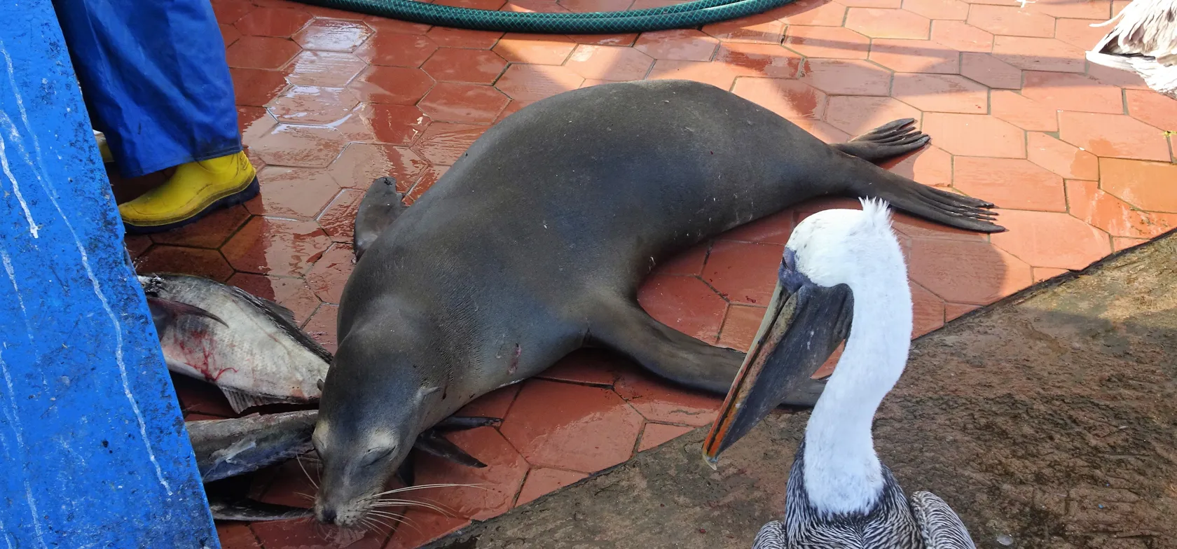 En søløve på fiskemarked i Puerto Ayora, Galapagos. Foto Viktors Farmor