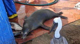 En søløve på fiskemarked i Puerto Ayora, Galapagos. Foto Viktors Farmor