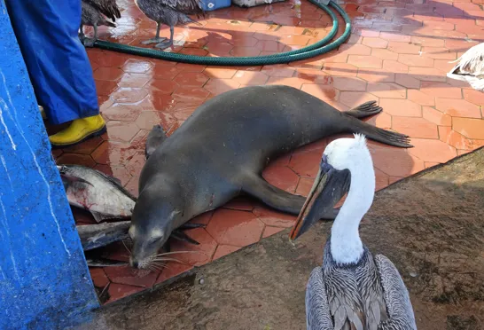 En søløve på fiskemarked i Puerto Ayora, Galapagos. Foto Viktors Farmor